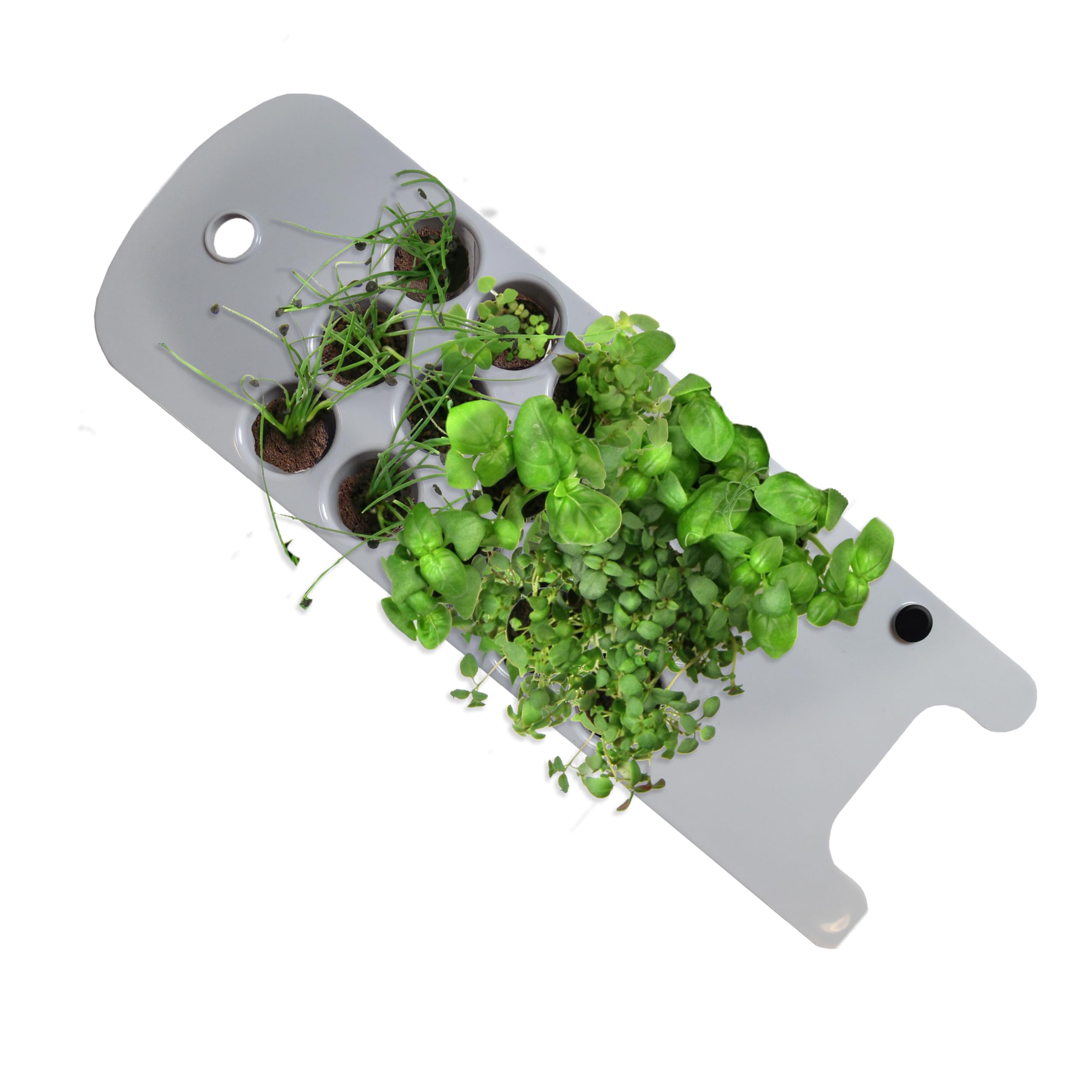 ※SPROUT※ Amazon.com : AeroGarden Seed Starting System Sprout - Start Up to